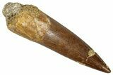 Fossil Plesiosaur (Zarafasaura) Tooth - Morocco #344223-1